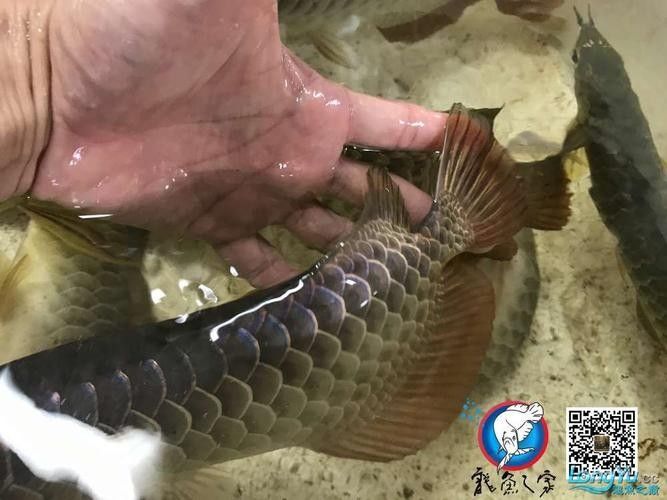 哪里可以購買到純種的圖騰龍魚（純種圖騰龍魚的渠道）