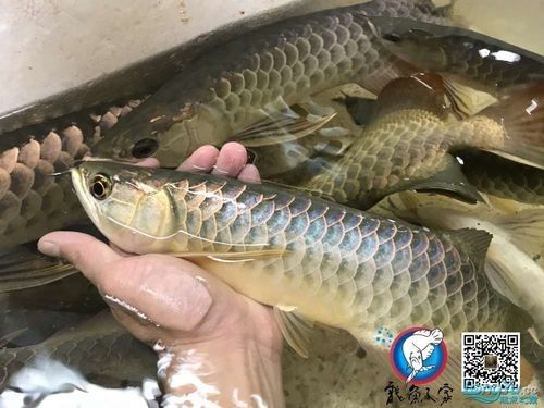 哪里可以購買到純種的圖騰龍魚（純種圖騰龍魚的渠道）