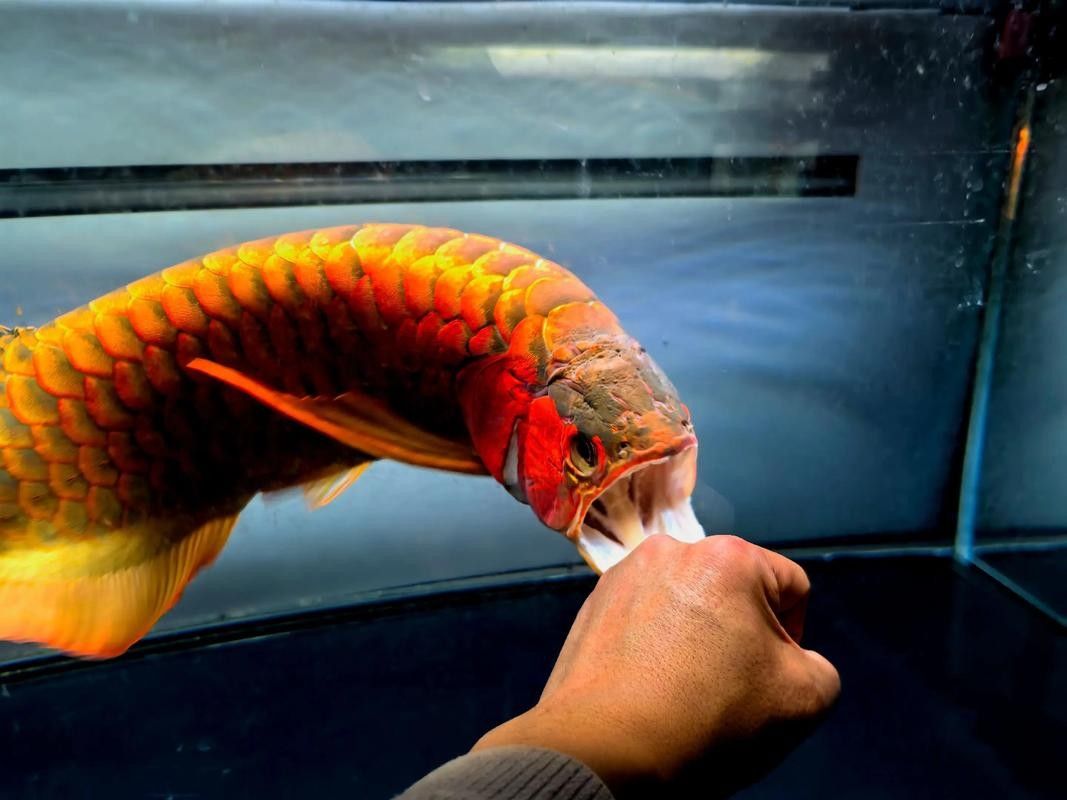 哪里可以購買到純種的圖騰龍魚（純種圖騰龍魚的渠道）