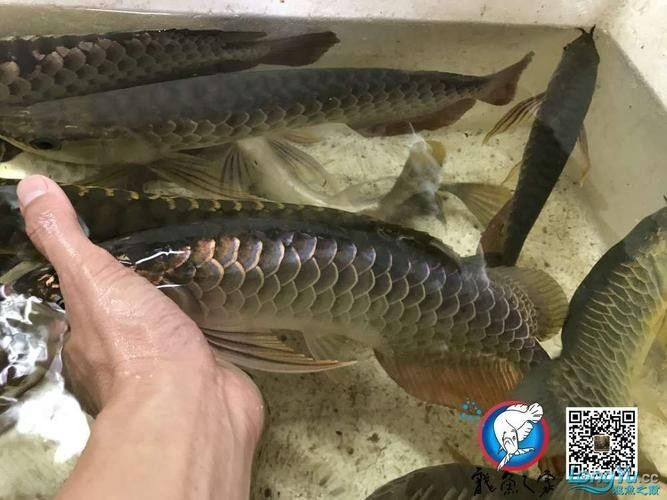 哪里可以購買到純種的圖騰龍魚（純種圖騰龍魚的渠道）