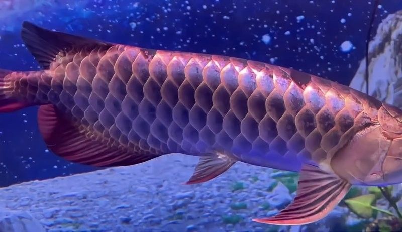秦安哪個水族館龍魚好？祥龍魚場龍魚（秦安祥龍水族館）
