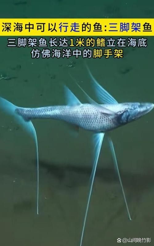 如何選擇適合拍攝龍魚的三腳架（數(shù)智奇跡，相機(jī)三腳架怎么選推薦）