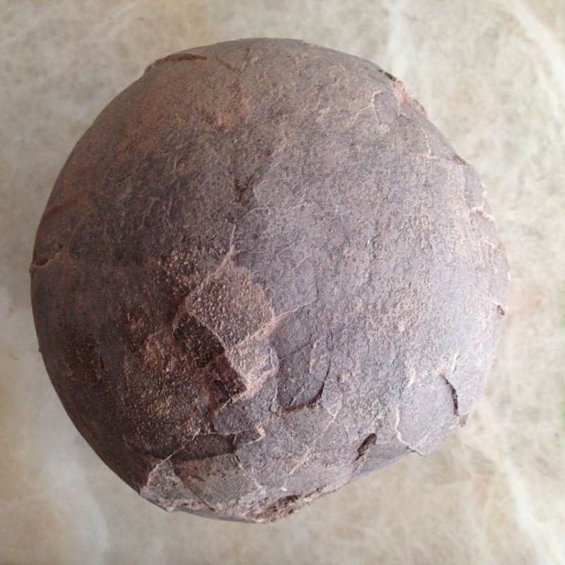 哪些恐龍是卵生，哪些是胎生（卵生恐龍和胎生恐龍的生殖方式特殊案例分析恐龍是卵生還是胎生） 哪些恐龍是卵生，哪些是胎生（卵生恐龍和胎生恐龍的生殖方式特殊案例分析恐龍是卵生還是胎生） 龍魚百科 第4張