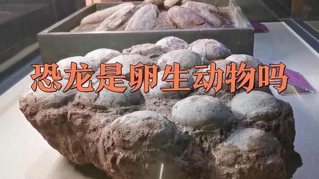 哪些恐龍是卵生，哪些是胎生（卵生恐龍和胎生恐龍的生殖方式特殊案例分析恐龍是卵生還是胎生） 哪些恐龍是卵生，哪些是胎生（卵生恐龍和胎生恐龍的生殖方式特殊案例分析恐龍是卵生還是胎生） 龍魚百科 第1張
