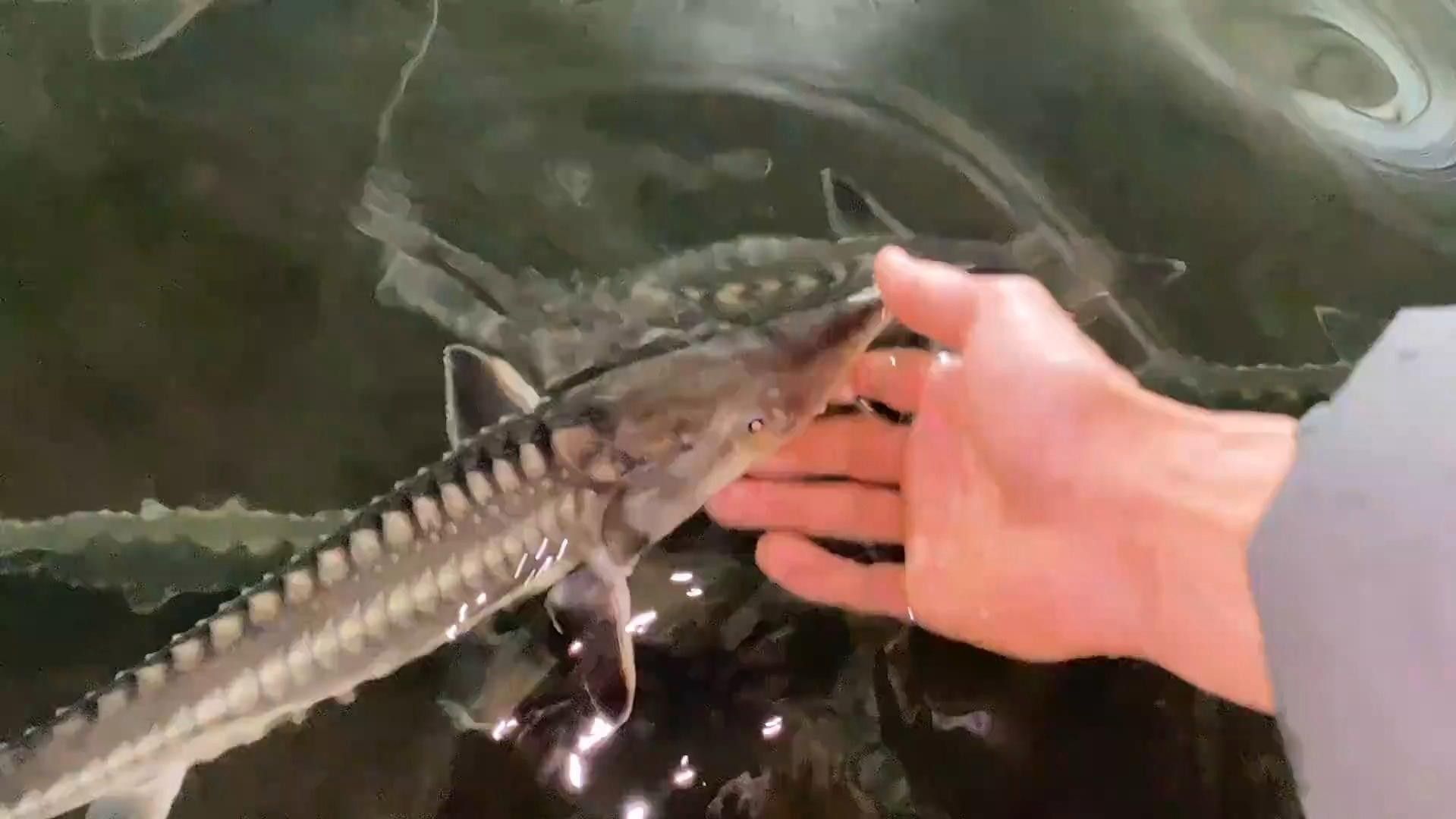 有沒有高清的鱘龍魚圖片？（高清鱘龍魚圖片欣賞）