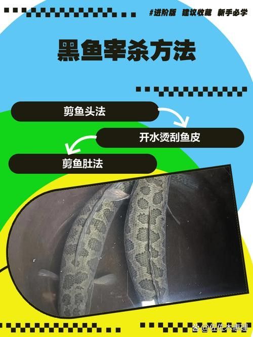 如何預防黑鱗龍魚感染細菌？（預防黑鱗龍魚感染細菌的方法） 如何預防黑鱗龍魚感染細菌？（預防黑鱗龍魚感染細菌的方法） 龍魚百科 第10張