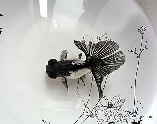 龍魚檢疫期間可以換水嗎？（龍魚檢疫期間可以換水嗎，）