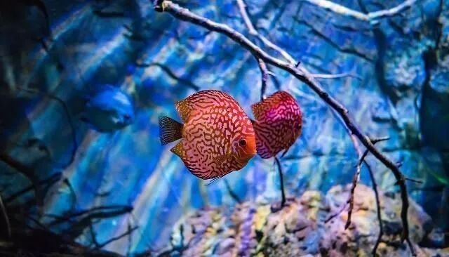 龍魚檢疫期間可以換水嗎？（龍魚檢疫期間可以換水嗎，）
