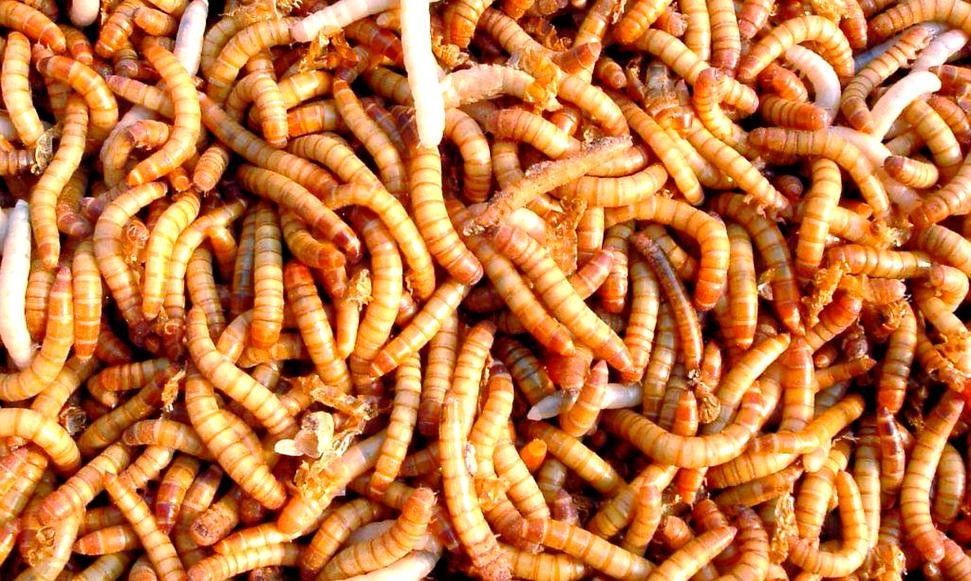火龍魚除了面包蟲還能吃什么（中國小火龍魚吃什么食物光影動創工坊火龍魚吃什么環球眼）