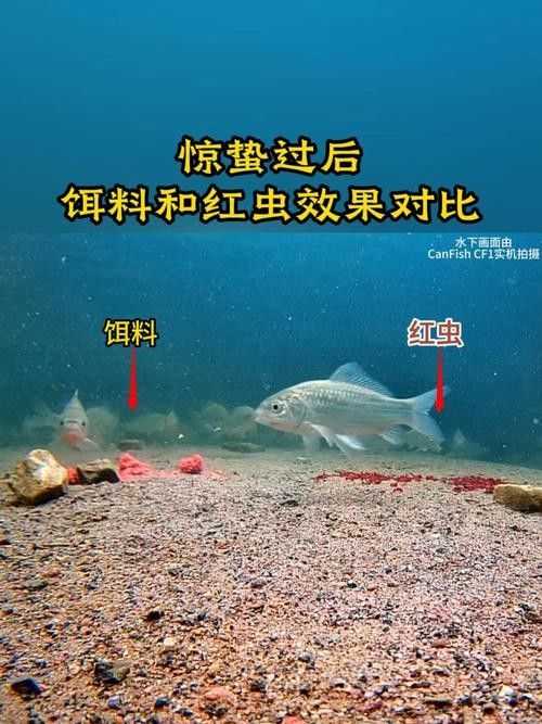 火龍魚除了面包蟲還能吃什么（中國小火龍魚吃什么食物光影動創工坊火龍魚吃什么環球眼）