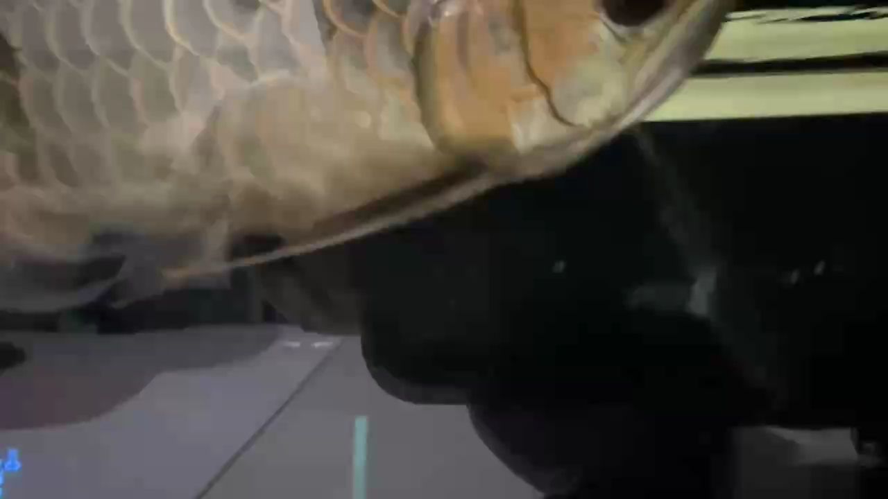 無燈光記錄（無燈光記錄情況下） 無燈光記錄（無燈光記錄情況下） 龍魚論壇