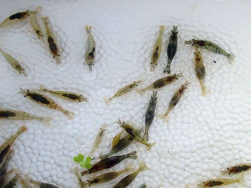 大龍魚吃什么食物最好？（龍魚七大必吃食物,營養搭配全解析） 大龍魚吃什么食物最好？（龍魚七大必吃食物,營養搭配全解析） 龍魚百科 第6張