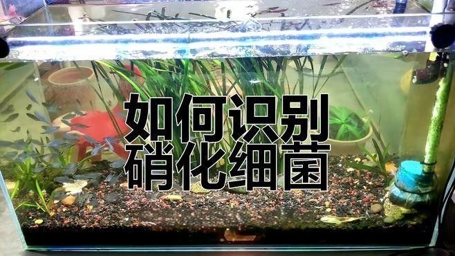 新濾材如何培養硝化細菌？（新濾材培養硝化細菌）