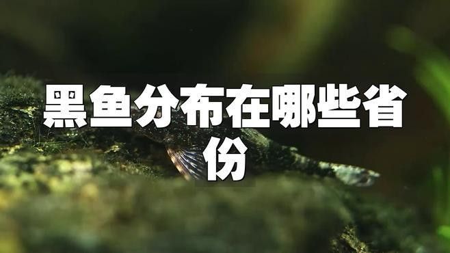 黑龍魚的原產地在哪里（黑龍魚名稱的由來與種類分布搜狐聽,黑龍魚的價格是多少） 黑龍魚的原產地在哪里（黑龍魚名稱的由來與種類分布搜狐聽,黑龍魚的價格是多少） 龍魚百科 第1張