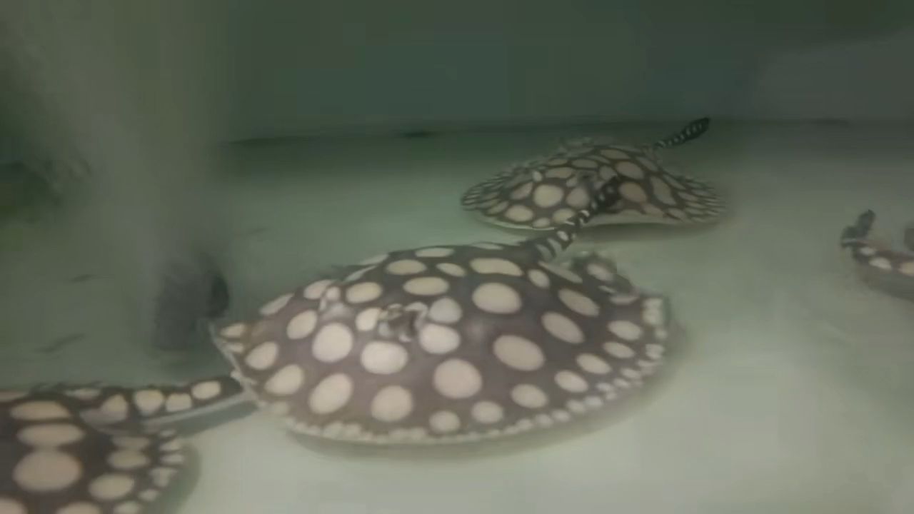 早安（《早安，晨光中的新希望》）