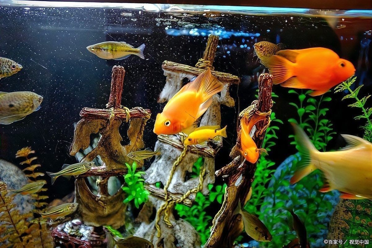 龍魚(yú)幼崽多久換一次水？（龍魚(yú)幼崽多久換一次水比較好） 龍魚(yú)幼崽多久換一次水？（龍魚(yú)幼崽多久換一次水比較好） 龍魚(yú)百科 第5張
