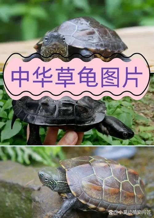 哪種烏龜最好養（10種易養烏龜品種全攻略龜寶日記適合新手飼養）