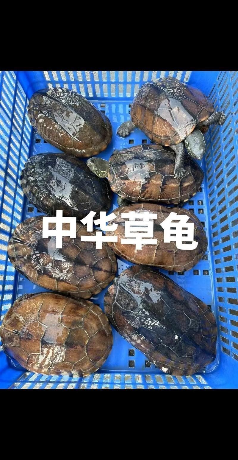 哪種烏龜最好養（10種易養烏龜品種全攻略龜寶日記適合新手飼養）
