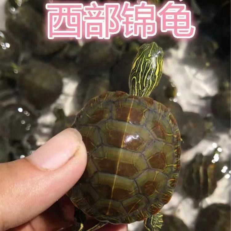 哪種烏龜最好養（10種易養烏龜品種全攻略龜寶日記適合新手飼養）