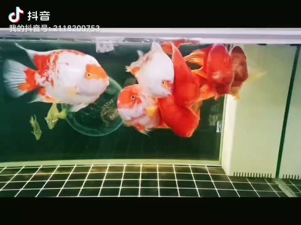 事事順?biāo)欤瑫絹碓胶茫蠠o阿彌陀佛??????（佛教中，南無阿彌陀佛是什么意思？） 事事順?biāo)欤瑫絹碓胶茫蠠o阿彌陀佛??????（佛教中，南無阿彌陀佛是什么意思？） 龍魚論壇