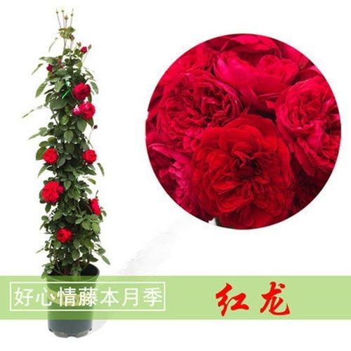 紅龍?jiān)录灸膫€(gè)品牌最好？（紅龍?jiān)录酒放萍疤攸c(diǎn)分析，） 紅龍?jiān)录灸膫€(gè)品牌最好？（紅龍?jiān)录酒放萍疤攸c(diǎn)分析，） 龍魚(yú)百科 第4張