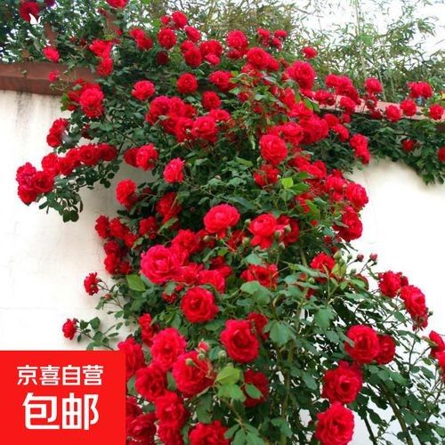 紅龍?jiān)录灸膫€(gè)品牌最好？（紅龍?jiān)录酒放萍疤攸c(diǎn)分析，） 紅龍?jiān)录灸膫€(gè)品牌最好？（紅龍?jiān)录酒放萍疤攸c(diǎn)分析，） 龍魚(yú)百科 第6張