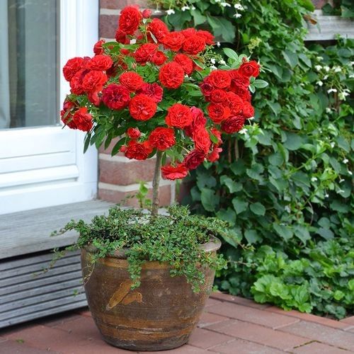 紅龍?jiān)录灸膫€(gè)品牌最好？（紅龍?jiān)录酒放萍疤攸c(diǎn)分析，） 紅龍?jiān)录灸膫€(gè)品牌最好？（紅龍?jiān)录酒放萍疤攸c(diǎn)分析，） 龍魚(yú)百科 第5張