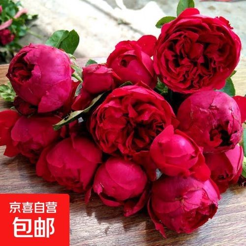 紅龍?jiān)录灸膫€(gè)品牌最好？（紅龍?jiān)录酒放萍疤攸c(diǎn)分析，） 紅龍?jiān)录灸膫€(gè)品牌最好？（紅龍?jiān)录酒放萍疤攸c(diǎn)分析，） 龍魚(yú)百科 第7張