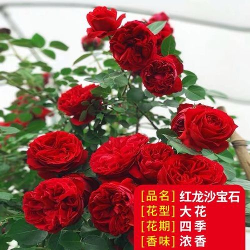紅龍?jiān)录灸膫€(gè)品牌最好？（紅龍?jiān)录酒放萍疤攸c(diǎn)分析，） 紅龍?jiān)录灸膫€(gè)品牌最好？（紅龍?jiān)录酒放萍疤攸c(diǎn)分析，） 龍魚(yú)百科 第3張