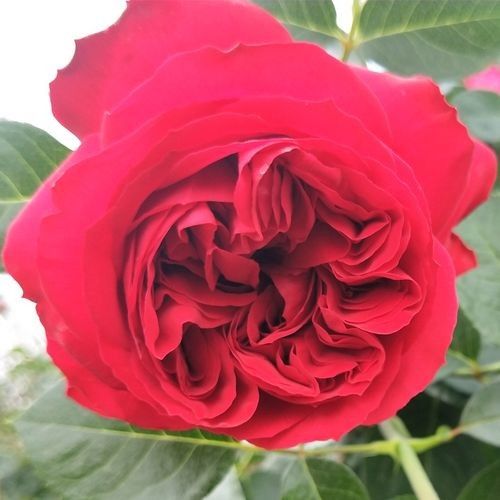紅龍?jiān)录灸膫€(gè)品牌最好？（紅龍?jiān)录酒放萍疤攸c(diǎn)分析，） 紅龍?jiān)录灸膫€(gè)品牌最好？（紅龍?jiān)录酒放萍疤攸c(diǎn)分析，） 龍魚(yú)百科 第2張