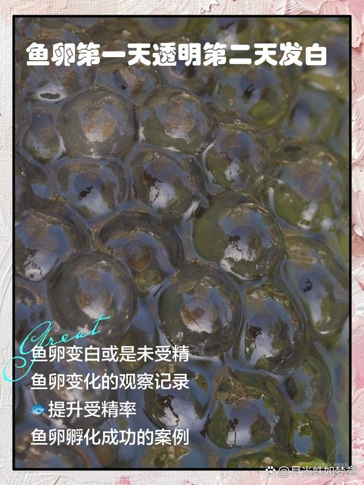 未受精的金龍魚卵如何處理？（養(yǎng)魚老道，金魚產(chǎn)卵了不要慌，穩(wěn)住，三招輕松應(yīng)對(duì)什么值得買）