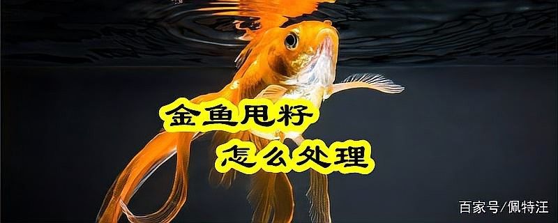 未受精的金龍魚卵如何處理？（養(yǎng)魚老道，金魚產(chǎn)卵了不要慌，穩(wěn)住，三招輕松應(yīng)對(duì)什么值得買）