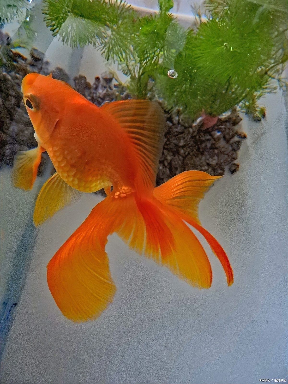 未受精的金龍魚卵如何處理？（養(yǎng)魚老道，金魚產(chǎn)卵了不要慌，穩(wěn)住，三招輕松應(yīng)對(duì)什么值得買）
