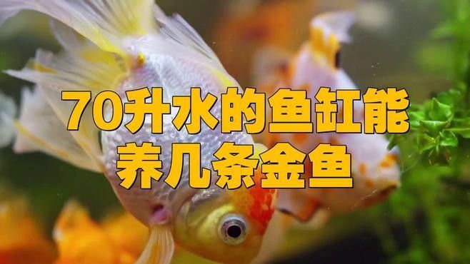 金魚混養需要多大的魚缸（關于金魚混養所需魚缸大小的一些建議）