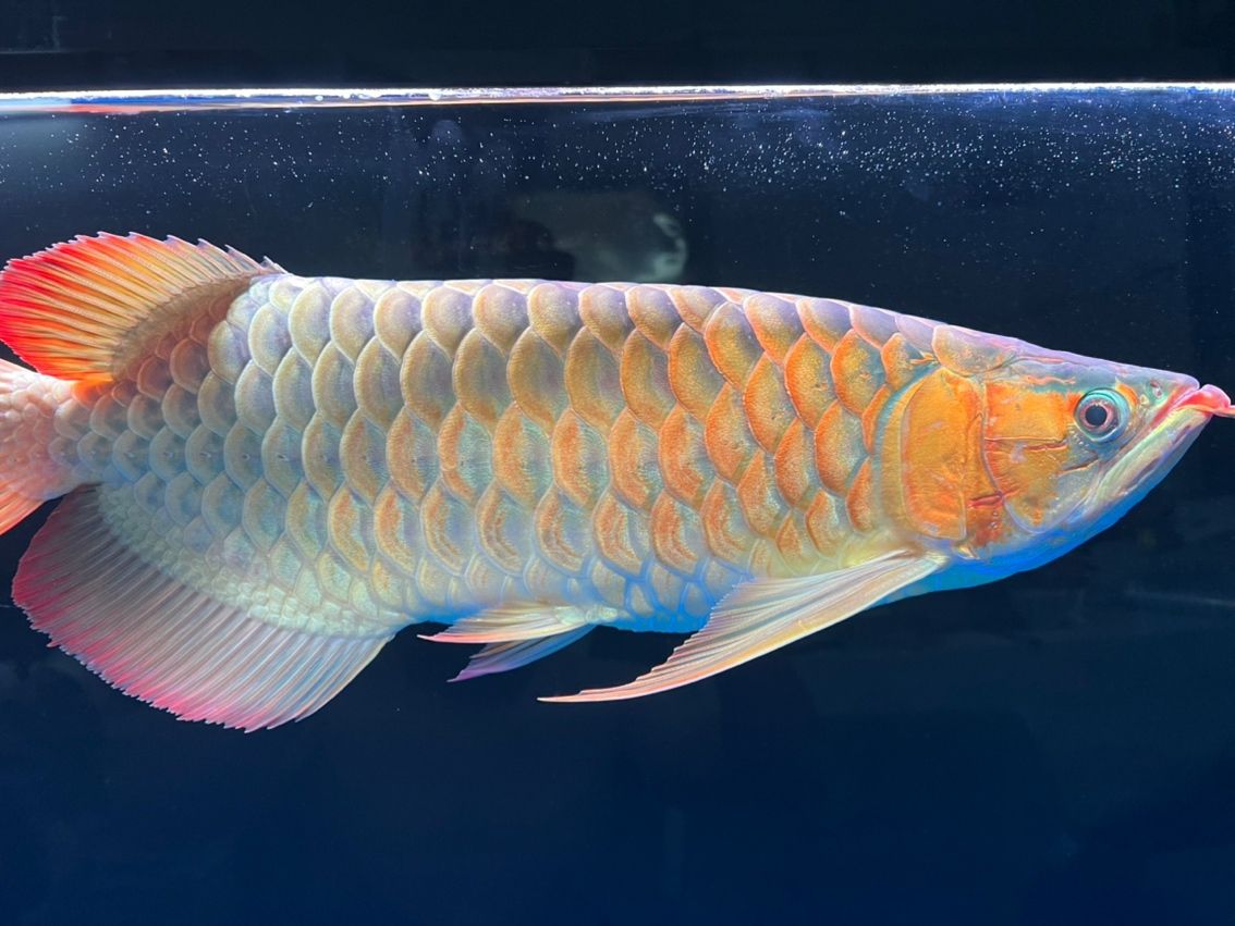 紅龍?jiān)鯓硬艜?huì)變紅（昆weixin001評(píng)論：紅龍之所以變紅，是因?yàn)樗鼈冊(cè)谶M(jìn)化過程中）