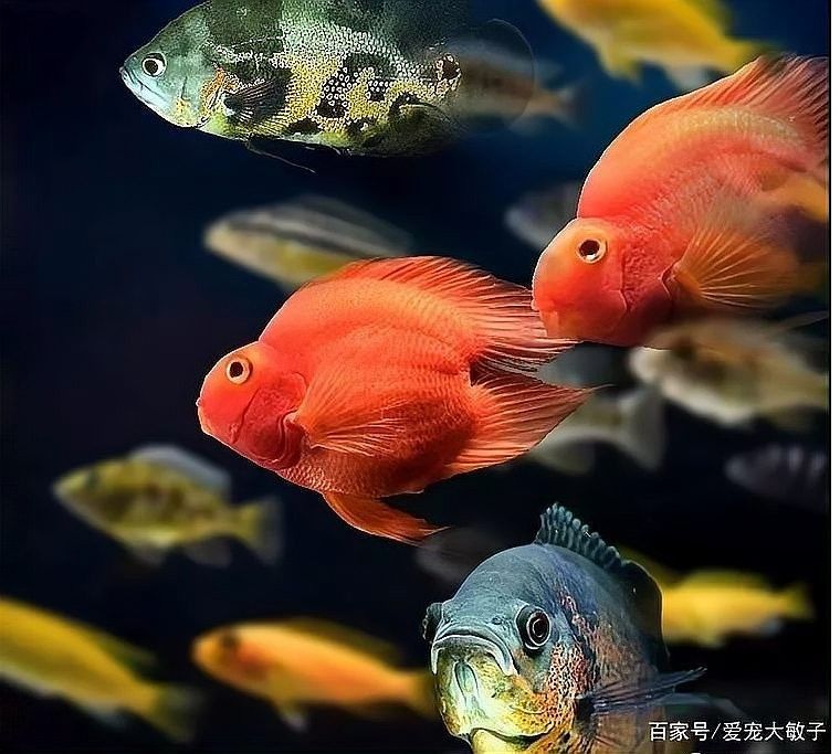 哪種龍魚適合與鯊魚混養（家里也能養“鯊魚”了，網友：這波我服！）
