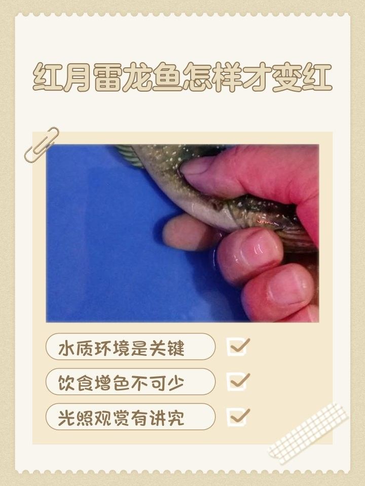 哪種雷龍魚最需要增紅效果（雷龍魚哪種最需要增紅效果哪種最需要增紅效果）