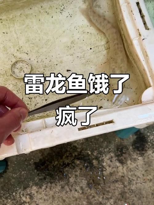 白龍魚的價格是多少？（20-30公分龍魚飼養技巧與注意事項）