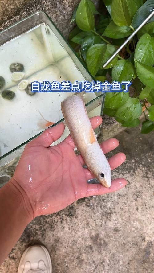 白龍魚的價格是多少？（20-30公分龍魚飼養技巧與注意事項）