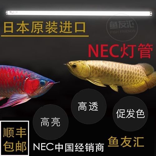 彩蝶龍魚缸潛水燈價(jià)格是多少？（彩蝶龍魚缸潛水燈價(jià)格） 彩蝶龍魚缸潛水燈價(jià)格是多少？（彩蝶龍魚缸潛水燈價(jià)格） 龍魚百科 第3張