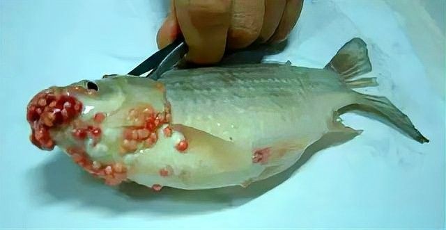 如何消毒活餌以防止寄生蟲（如何消毒活餌以防止寄生蟲傳播） 如何消毒活餌以防止寄生蟲（如何消毒活餌以防止寄生蟲傳播） 龍魚百科 第7張