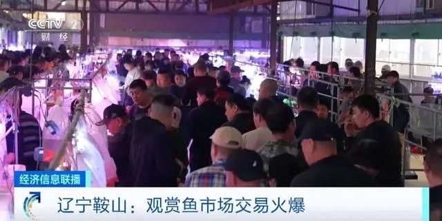58同城上如何找到鞍山龍魚的信息（58同城上找到鞍山龍魚的信息需要注意保護個人信息）