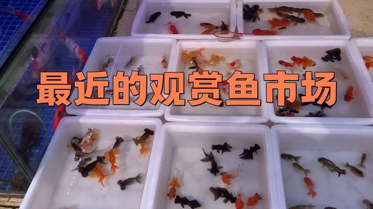 58同城上如何找到鞍山龍魚的信息（58同城上找到鞍山龍魚的信息需要注意保護個人信息）