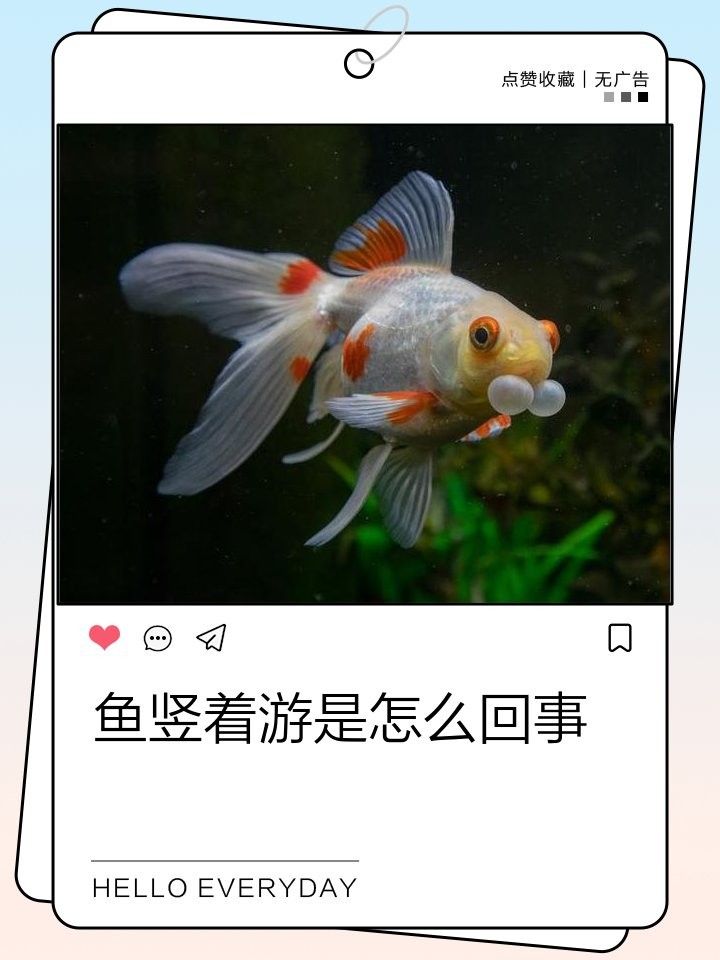 龍魚豎著身子會自愈嗎？（當龍魚豎著身子時，它們是否能自我修復） 龍魚豎著身子會自愈嗎？（當龍魚豎著身子時，它們是否能自我修復） 龍魚百科 第1張