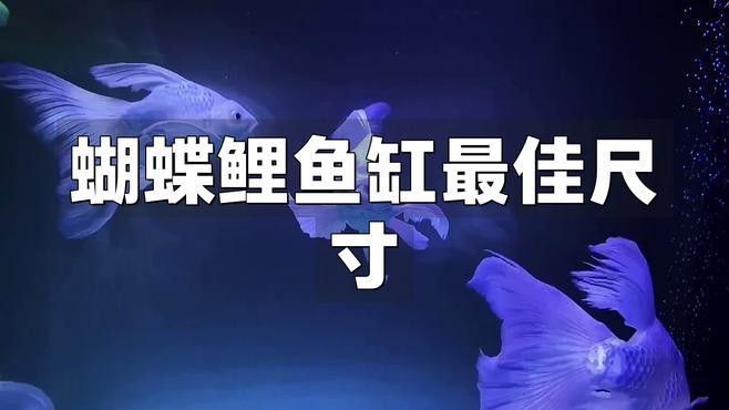 蝴蝶鯉和龍魚混養(yǎng)需要多大的魚缸？（蝴蝶鯉和龍魚可以混養(yǎng)嗎）
