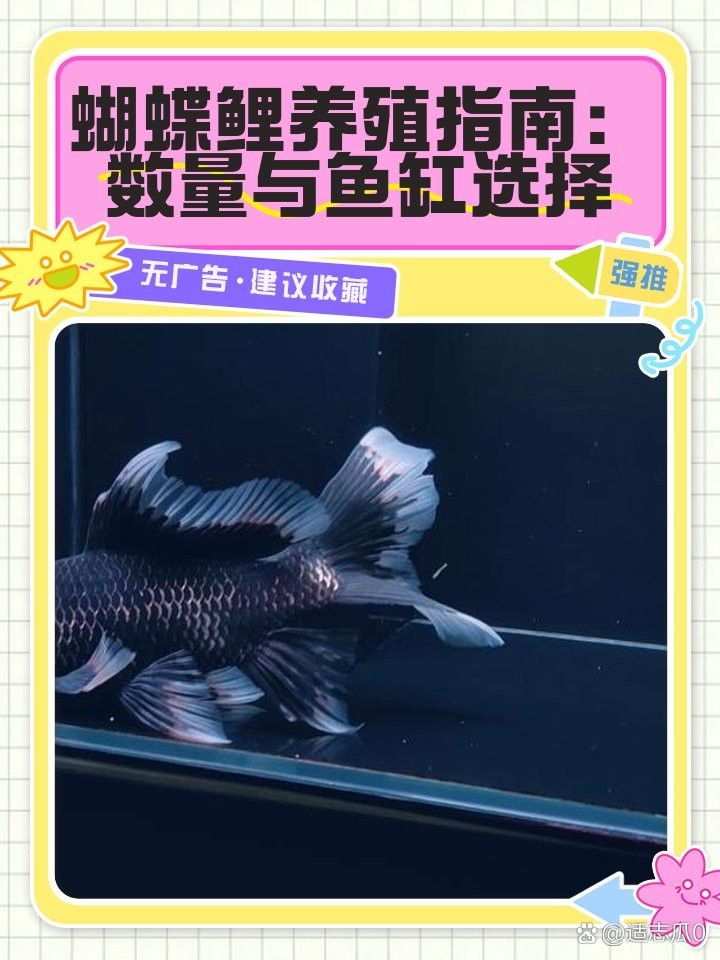 蝴蝶鯉和龍魚混養(yǎng)需要多大的魚缸？（蝴蝶鯉和龍魚可以混養(yǎng)嗎）