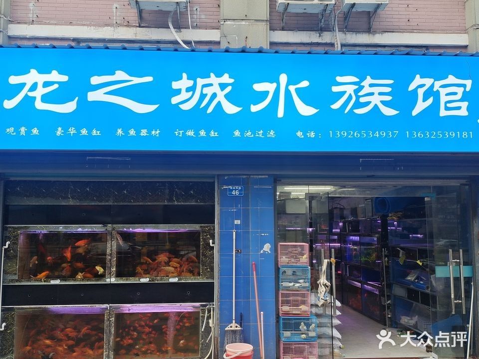 龍城哪個水族館龍魚好？祥龍魚場龍魚（城祥龍魚場以其優質的龍魚品種和專業的養殖技術而聞名）