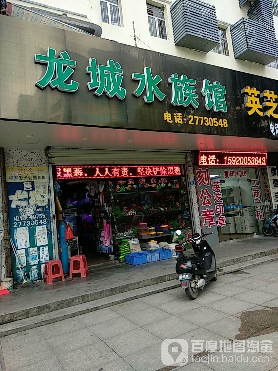 龍城哪個水族館龍魚好？祥龍魚場龍魚（城祥龍魚場以其優質的龍魚品種和專業的養殖技術而聞名）