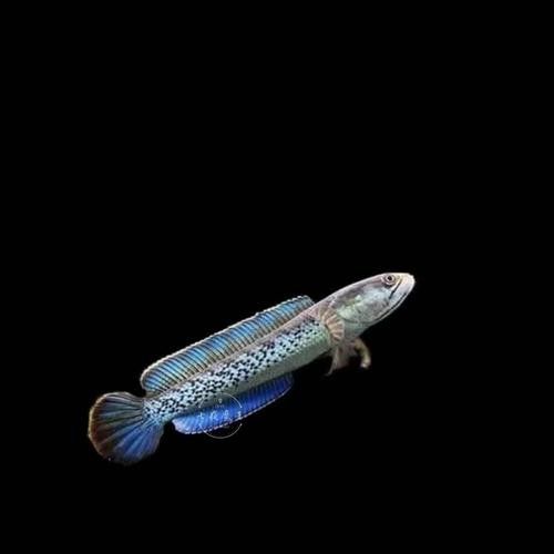 藍(lán)寶石龍魚(yú)的市場(chǎng)價(jià)格是多少（藍(lán)寶石龍魚(yú)價(jià)格）