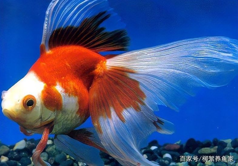 龍魚在風水中的具體作用（龍魚在風水中的作用） 龍魚在風水中的具體作用（龍魚在風水中的作用） 龍魚百科 第3張